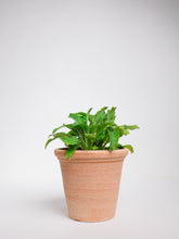 products/SotoProductShootLowQ-2028.jpg